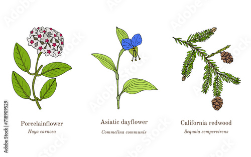 Collection of edible and medicinal plants