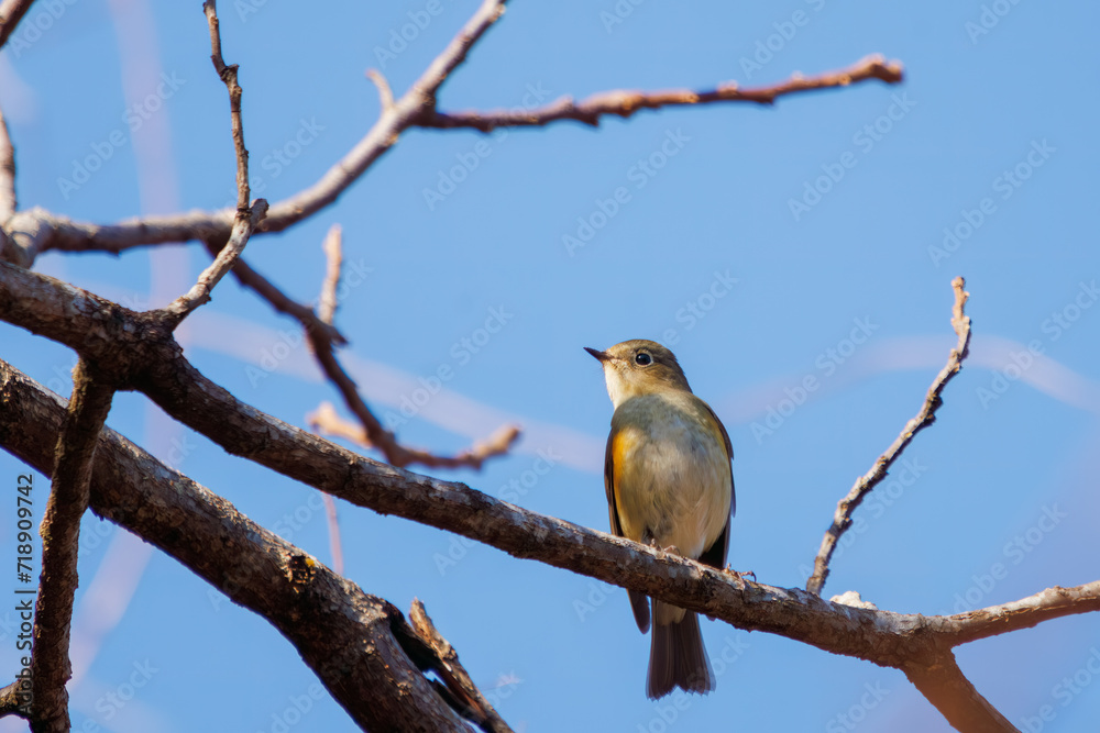 Fototapeta premium 幸せの青い鳥、可愛いルリビタキ（ヒタキ科）。日本国神奈川県にて。 2023年冬撮影。 