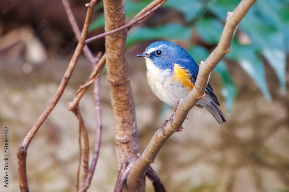 幸せの青い鳥、可愛いルリビタキ（ヒタキ科）。

日本国神奈川県にて。
2023年冬撮影。
