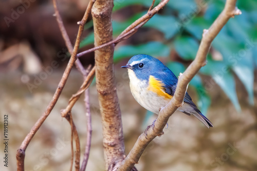 幸せの青い鳥、可愛いルリビタキ（ヒタキ科）。  日本国神奈川県にて。 2023年冬撮影。  © d3_plus