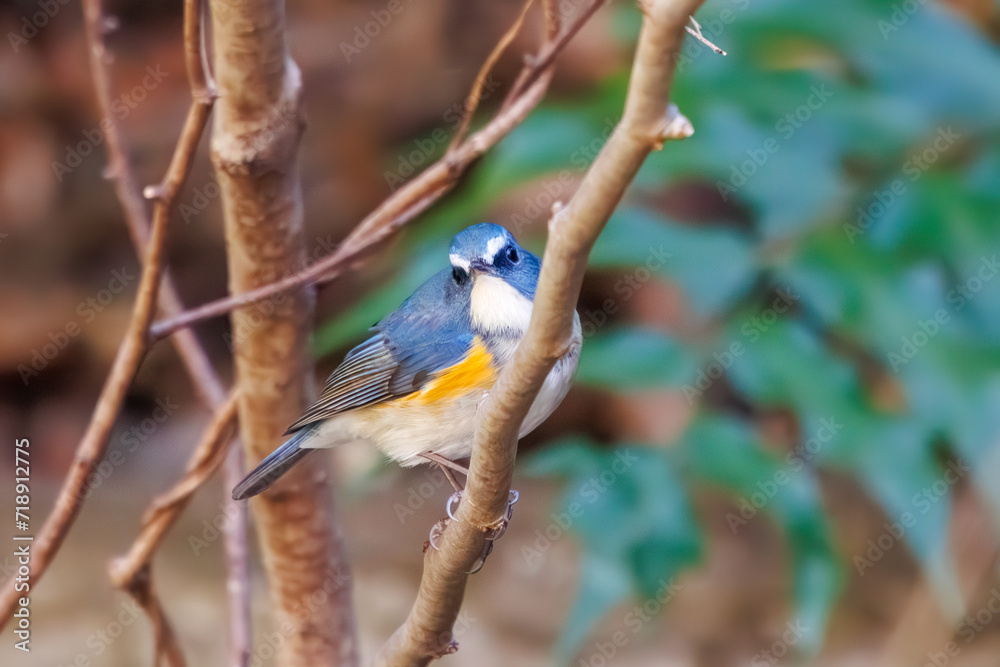 Fototapeta premium 幸せの青い鳥、可愛いルリビタキ（ヒタキ科）。日本国神奈川県にて。 2023年冬撮影。 