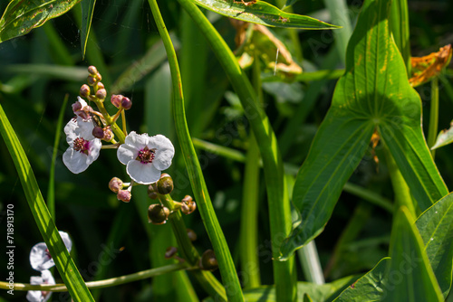 Closeup of arrowhead flower. Sagittaria sagittifolia plant photo