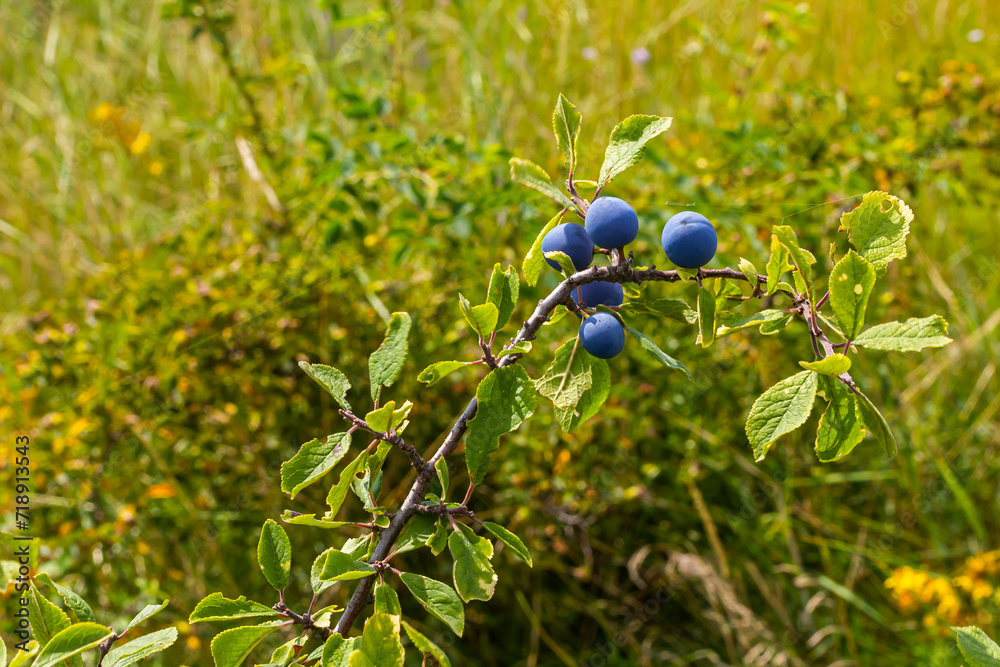 Blackthorn Prunus spinosa, also known as blackthorn Blackthorn Prunus spinosa, also known as blackthorn