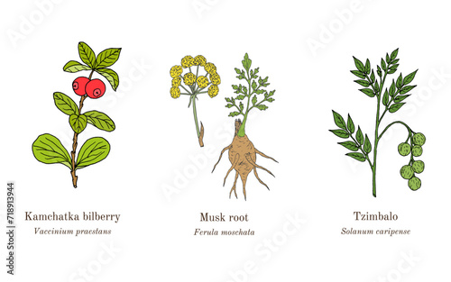 Collection of edible and medicinal plants photo