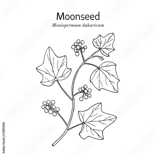 Moonseed (Menispermum dauricum), medicinal plant