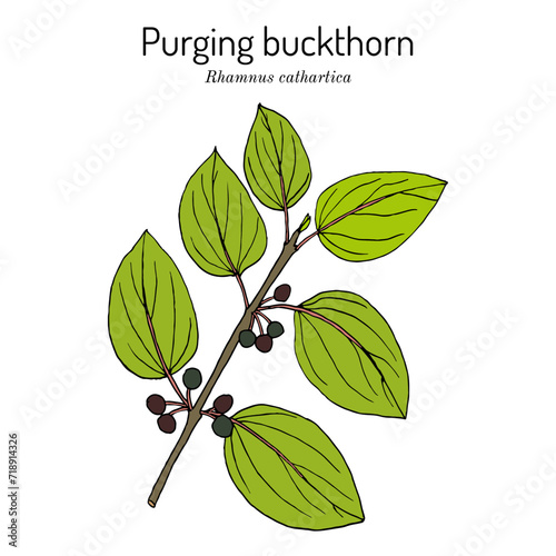 European, or purging buckthorn (Rhamnus cathartica), medicinal plant