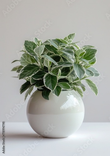 Centered on a white background, a 'Dudleya brittonii', its powdery white leaves creating a striking contrast with the glossy white of its spherical pot