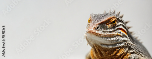 Studio Portrait of a Lizard