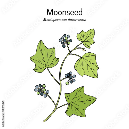 Moonseed (Menispermum dauricum), medicinal plant