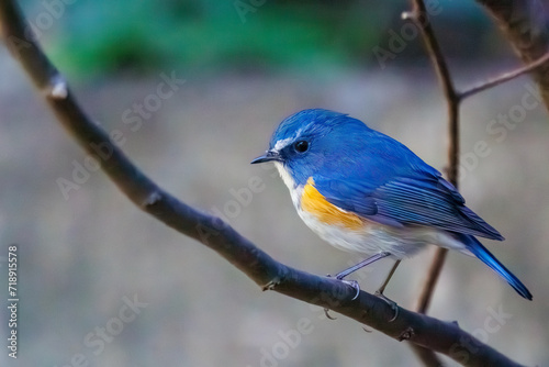 幸せの青い鳥、可愛いルリビタキ（ヒタキ科）。日本国神奈川県にて。 2023年冬撮影。 