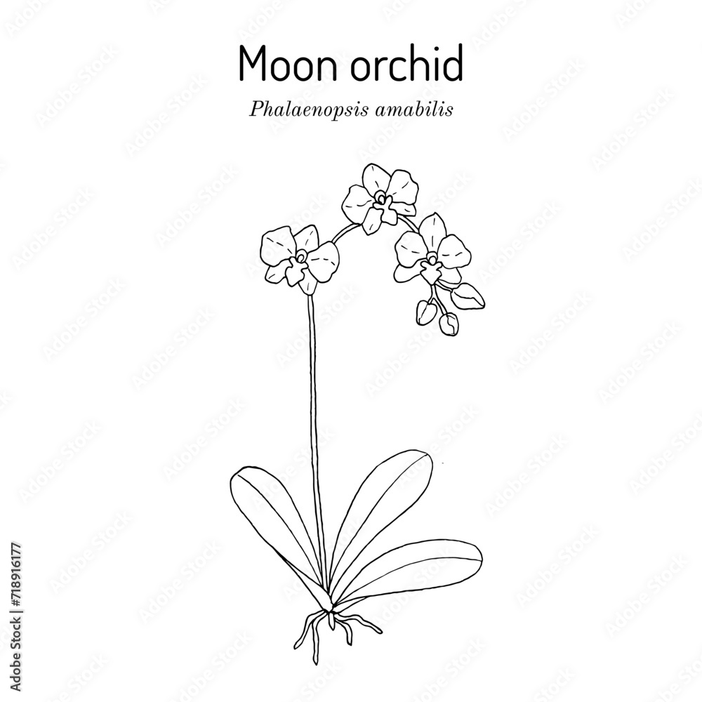 Moon orchid (Phalaenopsis amabilis), ornamental plant