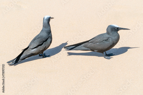 black noddies standing  at the beach in Brazil photo