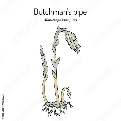 Dutchman's pipe, or false beech-drops (Monotropa hypopitys), medicinal plant