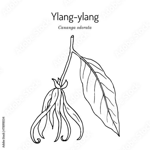 Ylang-ylang, or cananga tree (Cananga odorata), medicinal plant
