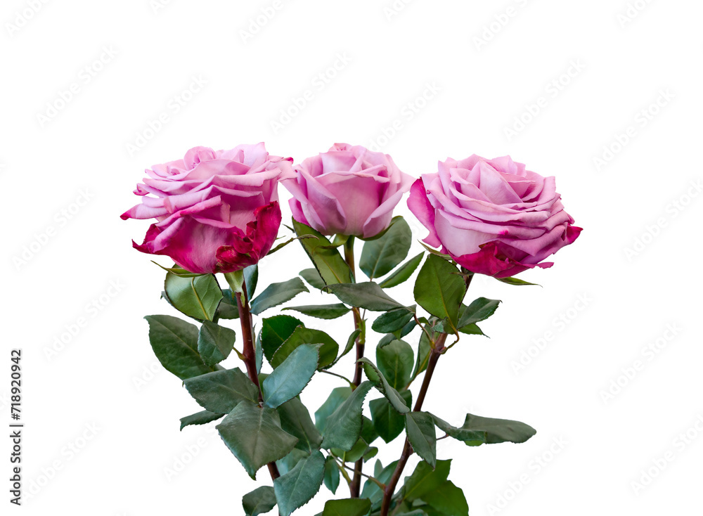 Three roses on a white background