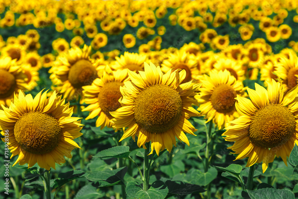 Obraz premium Agricultural field with yellow sunflowers against the sky with clouds.Sunflower field.Gold sunset. Sunflower closeup.Agrarian industry. Photo of cultivation land.flowers image
