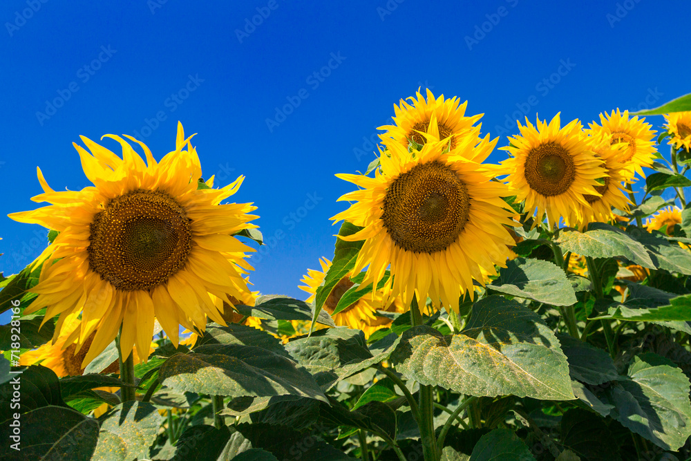 Obraz premium Agricultural field with yellow sunflowers against the sky with clouds.Sunflower field.Gold sunset. Sunflower closeup.Agrarian industry. Photo of cultivation land.flowers image