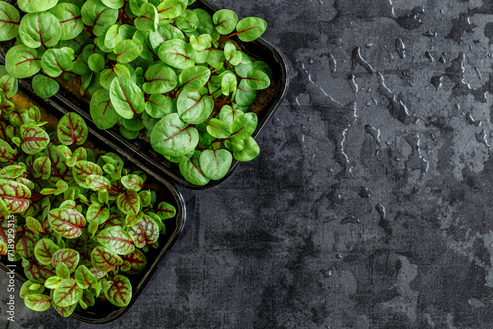The microgreen in plastic trays.Different microgreens on black slate table, flat lay. Sprouting Microgreens on the Hemp Biodegradable Mats.Germination of seeds at home. Vegan and healthy food concept. - obrazy, fototapety, plakaty 