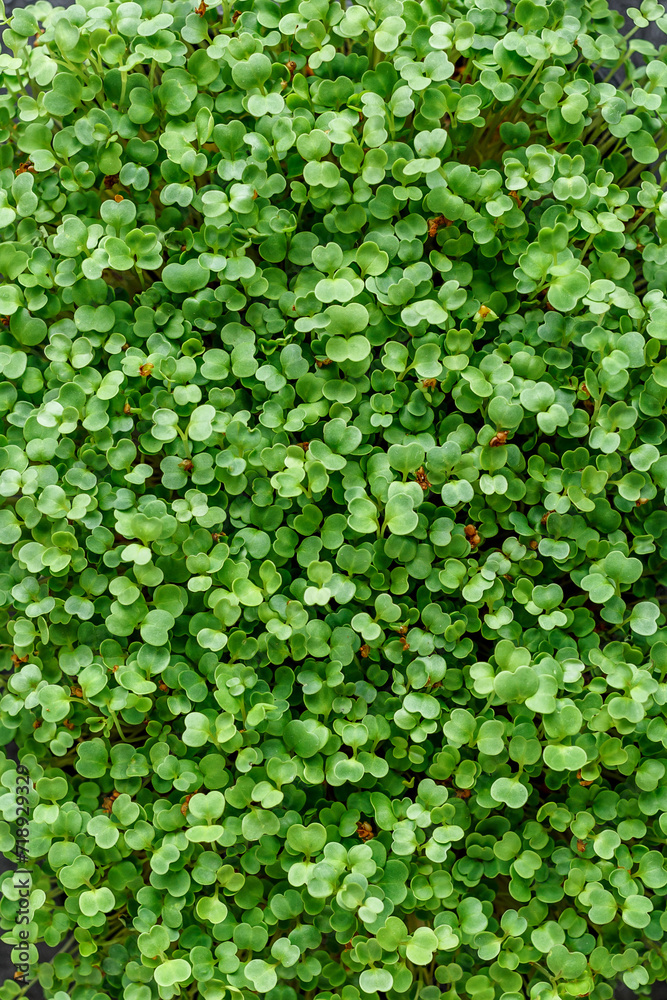 The microgreen in plastic trays.Different microgreens on black slate table, flat lay. Sprouting Microgreens on the Hemp Biodegradable Mats.Germination of seeds at home. Vegan and healthy food concept. The microgreen in plastic trays.Different microgreens on black slate table, flat lay. Sprouting Microgreens on the Hemp Biodegradable Mats.Germination of seeds at home. Vegan and healthy food concept.