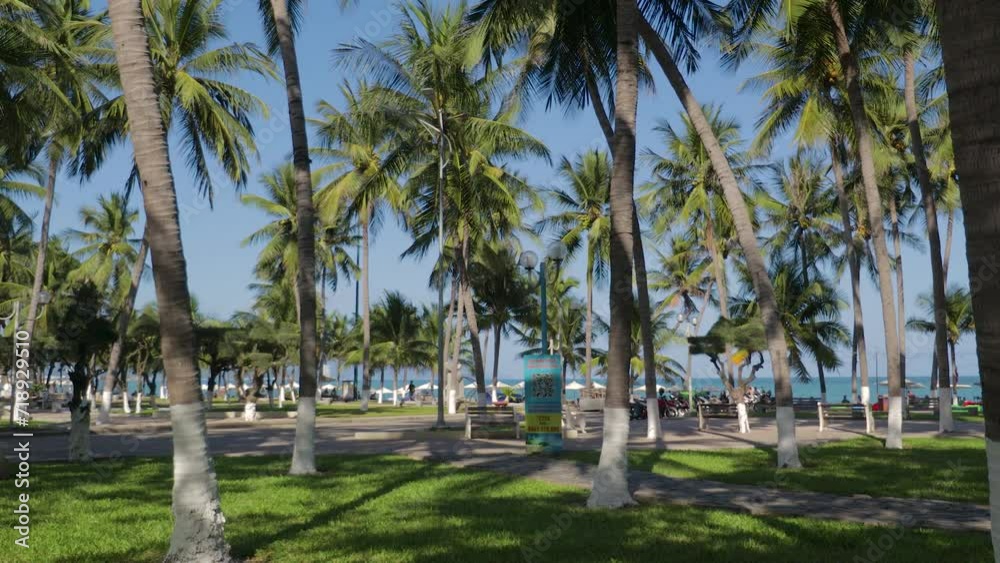 video for background with palm grove video for background with palm grove