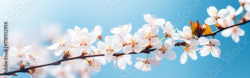 white flowers banner header on a blue background