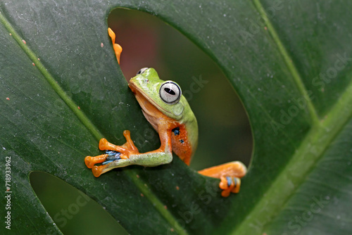 Rhacophorus reinwardtii, flying tree frog on the leaf