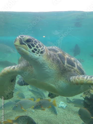 sea turtle swimming © Sum