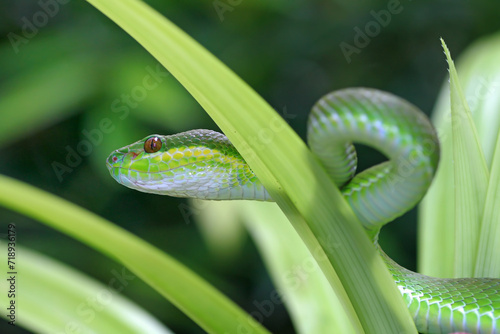 Trimeresurus insularis, pit viper snake on the leaf photo