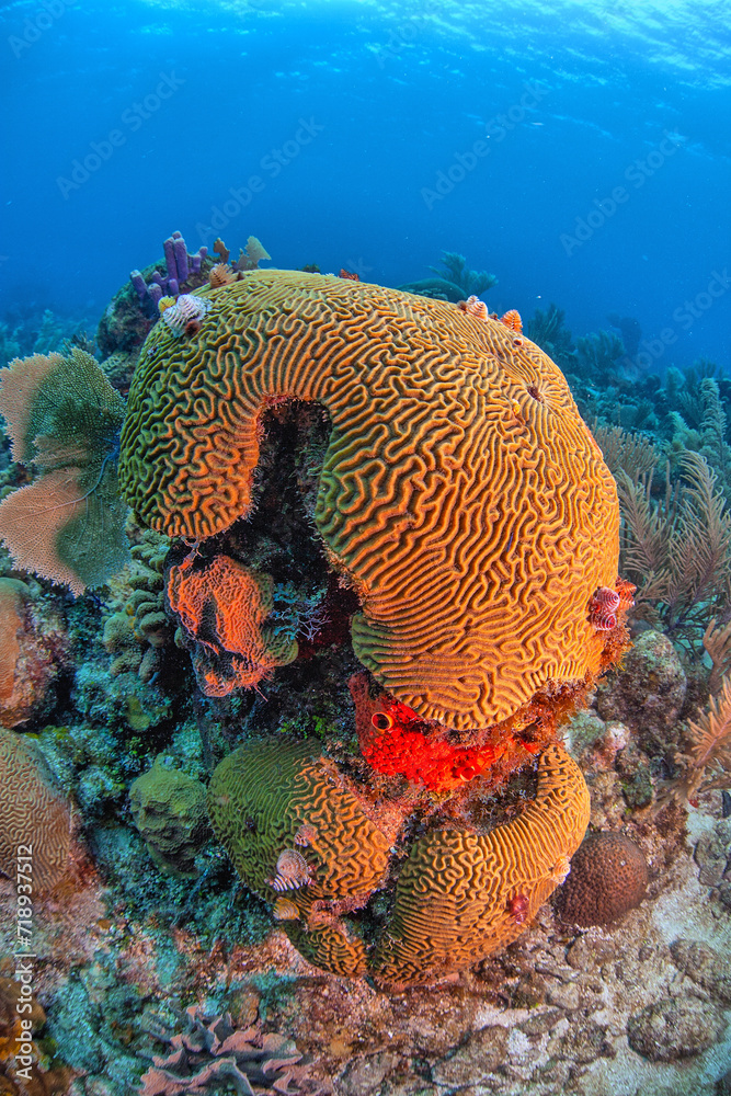 Fototapeta premium Grooved brain coral,roatan