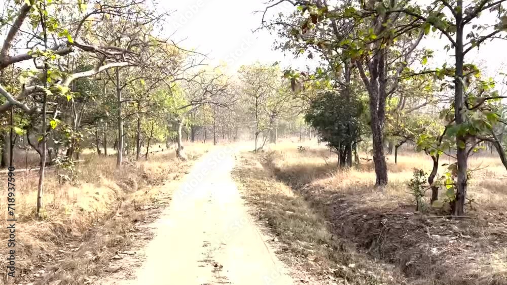 path in the woods Tipeshwar Wildlife Sanctuary india path in the woods Tipeshwar Wildlife Sanctuary india