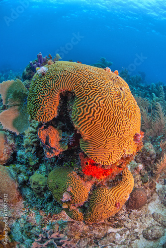 Grooved brain coral,roatan