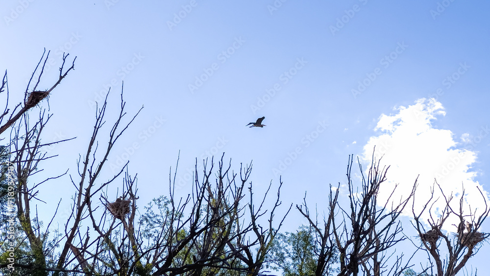 Great Blue Heron Nests in Towering Tree Great Blue Heron Nests in Towering Tree