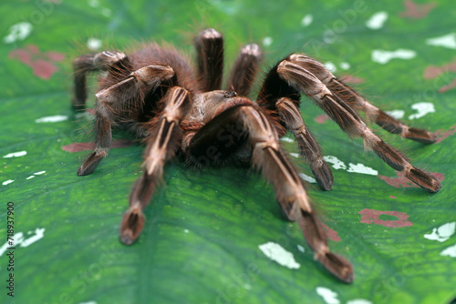 Nhandu Crhomatus, Brazilian red and white tarantula on the leaf