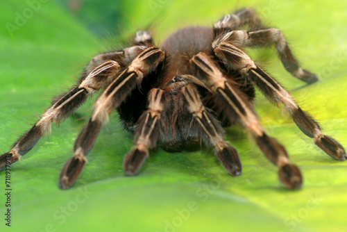 Nhandu Crhomatus, Brazilian red and white tarantula on the leaf