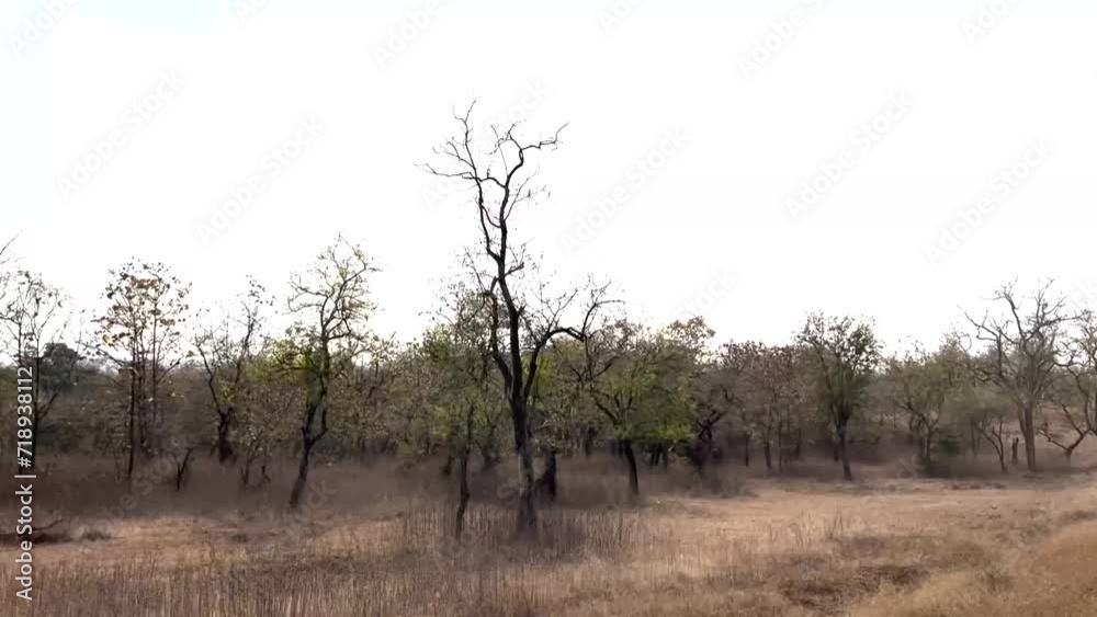 path in the woods Tipeshwar Wildlife Sanctuary india path in the woods Tipeshwar Wildlife Sanctuary india