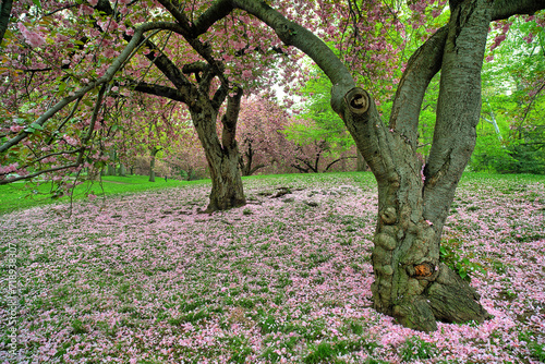 Central Park in spring, cherry tree in bloom photo