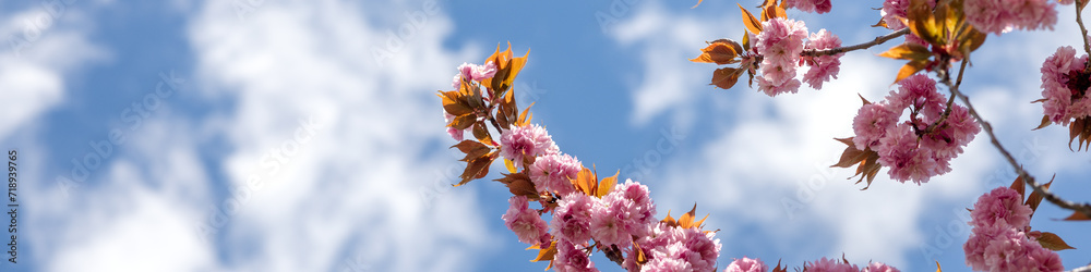 banner Several branches with pink double flowers Sakura on a light blue sky background. on the right. banner Several branches with pink double flowers Sakura on a light blue sky background. on the right.