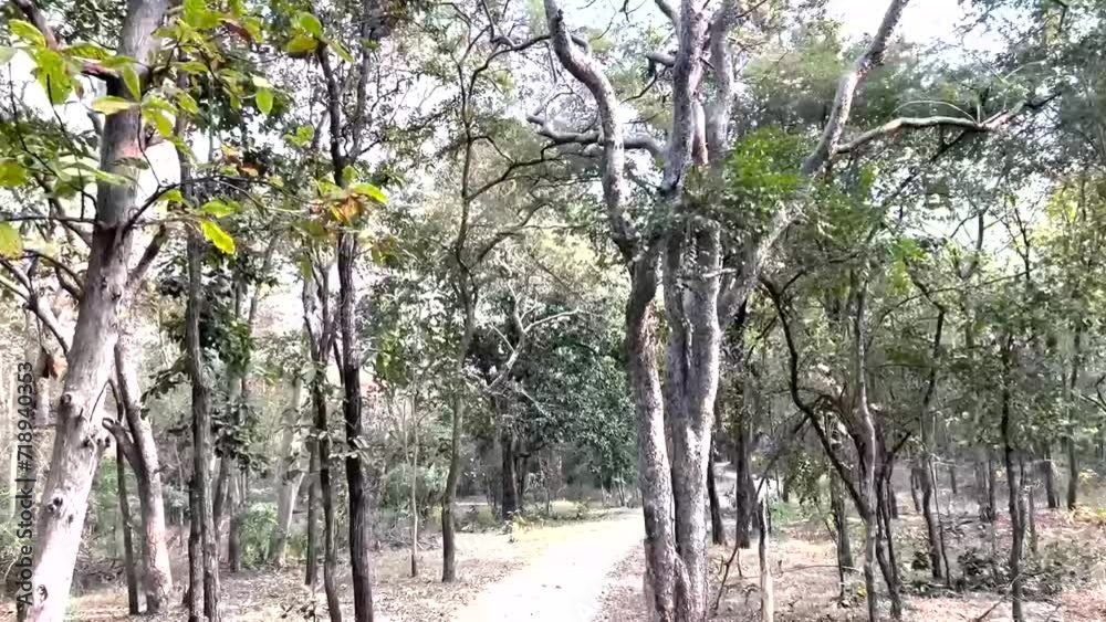 path in the woods Tipeshwar Wildlife Sanctuary india path in the woods Tipeshwar Wildlife Sanctuary india
