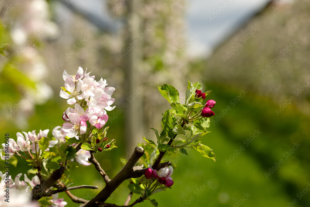 a flowering branch of a columnar apple tree after pruning. Blurred background