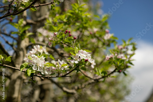 a branch of flowers and buds of a columnar apple tree. blurred background