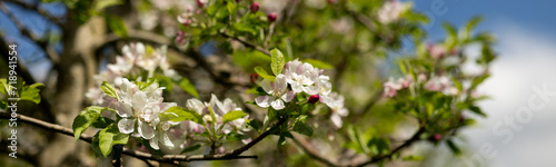 The banner branch with flowers and buds of a columnar apple tree. blurred background