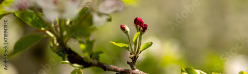 banner Red buds of a columnar apple tree in close-up. Blurred background