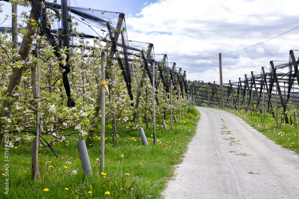 Obraz premium Rural road on an apple plantation in the spring afternoon