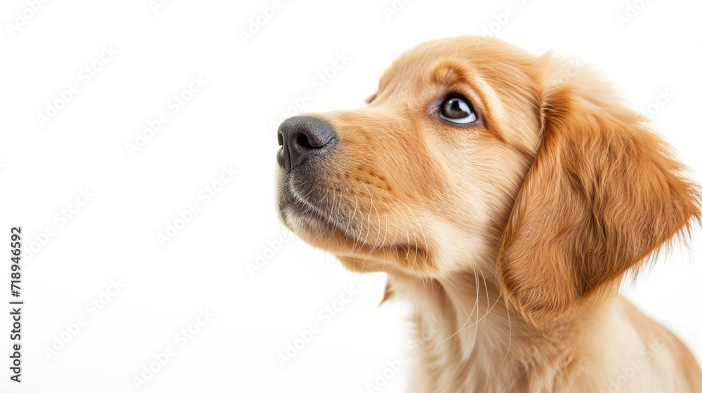 Attentive Golden Retriever Puppy Gazing Upwards Against a Clean White Background