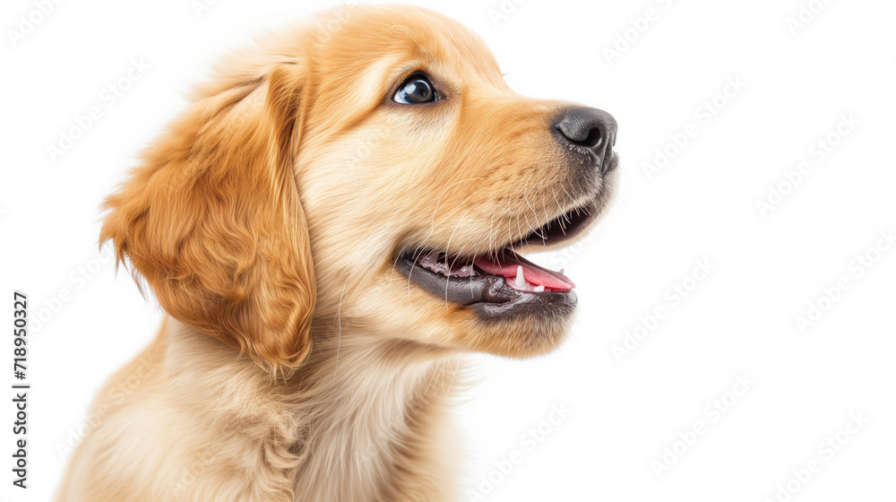 Curious Golden Retriever Puppy Gazing Upwards with Joy