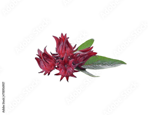 Roselle hibiscus transparent png