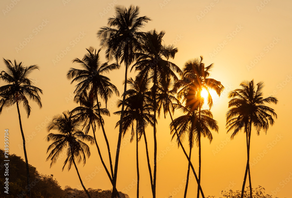 Silhouette of palm trees during sunset.