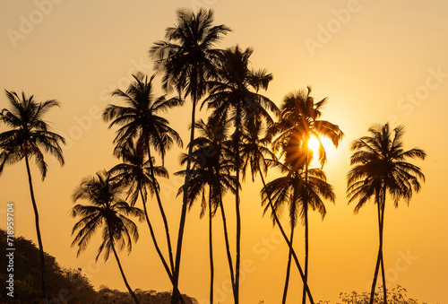 Silhouette of palm trees during sunset. © tache