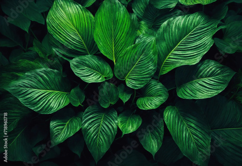 Textures of abstract forest green leaves for palm leaf background