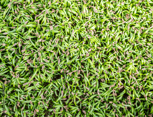 Fennel Napo microgreens (baby greens)